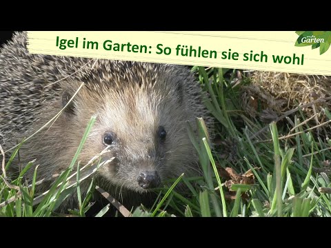 Video: Was Igel anzieht - Wie man Igel in Gärten lockt