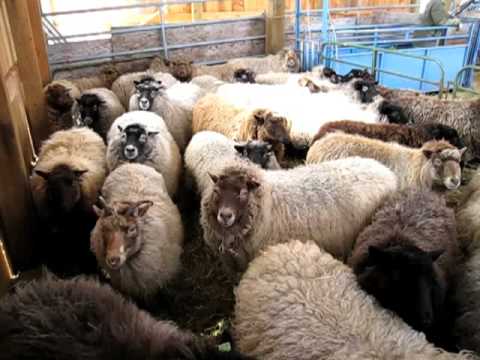 Stonehaven Farm Shearing Day