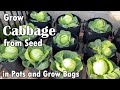How to Grow Cabbage from Seed in Containers & Grow Bags - From Seed to Harvest | Red & Green Cabbage
