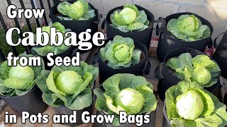 How to Grow Cabbage from Seed in Containers \& Grow Bags - From Seed to Harvest | Red \& Green Cabbage