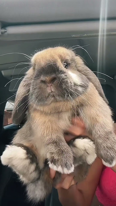 STOP SCROLLING RIGHT NOW #Shorts