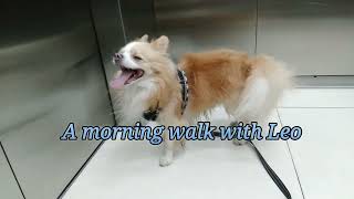 A morning walk with Leo the dog