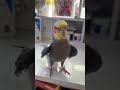 ΒΙΝΤΕΟ: Yums has to make sure he can rewatch his  performance over and over again #cockatiel #parrot #bird