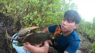 Catch Giant Mud Crabs Under Trees During Raindrop |Hunting Giant Mud Crabs Dwelling Holes