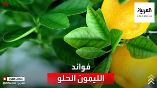 صحتك+ | الوقاية من زيادة الوزن من فوائد الليمون الحلو