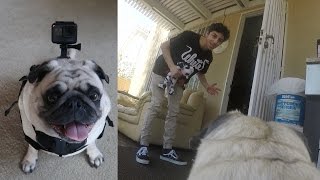 A Day In The Life Of Bosley Gopro Point Of View Faze Rug