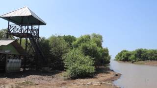 Download Lagu Api api Avicennia sp  di Dewa Tluwuk, Wedarijaksa, Pati MP3