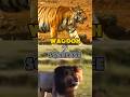 WAGDOH vs SCARFACE ..! #tigre #lion #scarface #king #wagdoh