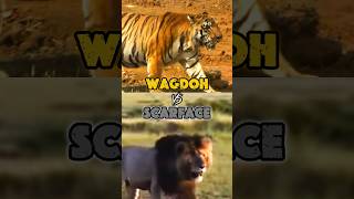WAGDOH vs SCARFACE ..! #tigre #lion #scarface #king #wagdoh