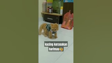kucing kerasukan harimau