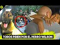 Todos Piden por Wilson, El Perro Rescatista que Ayudó a los 4 Niños Perdidos en la Selva de Colombia
