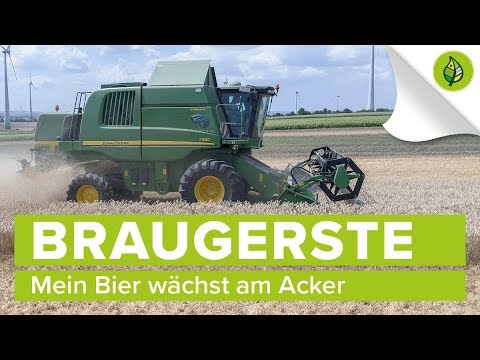 Video: Gerste zum Bierbrauen: Wie man gemälzte Gerste anbaut und erntet