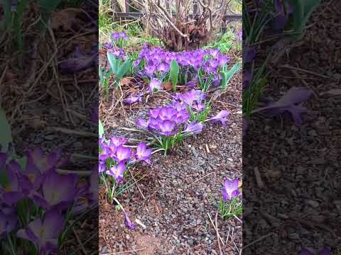 Video: Colchicum kvety v záhrade