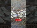 เลี้ยงใว้ดูเล่น #offroad #funny #train #automobile #smartphone #thmusic #fishing