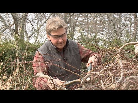 Spring Pruning A Japanese Maple