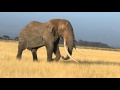 Big tusker Tim from Amboseli National Park