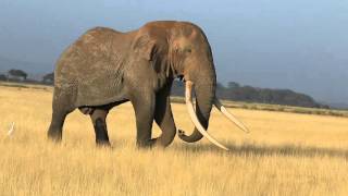 Big tusker Tim from Amboseli National Park