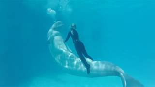 Aqua Dream Show, Beluga Dream