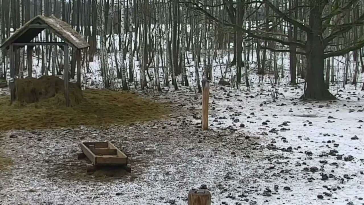 Żubry uciekają z polany wypłoszone przez wejście tam intruzów słychać ich rozmowy 14 02.2026 r