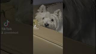 He was born cute❤ #westie #dog #westhighlandwhiteterrier