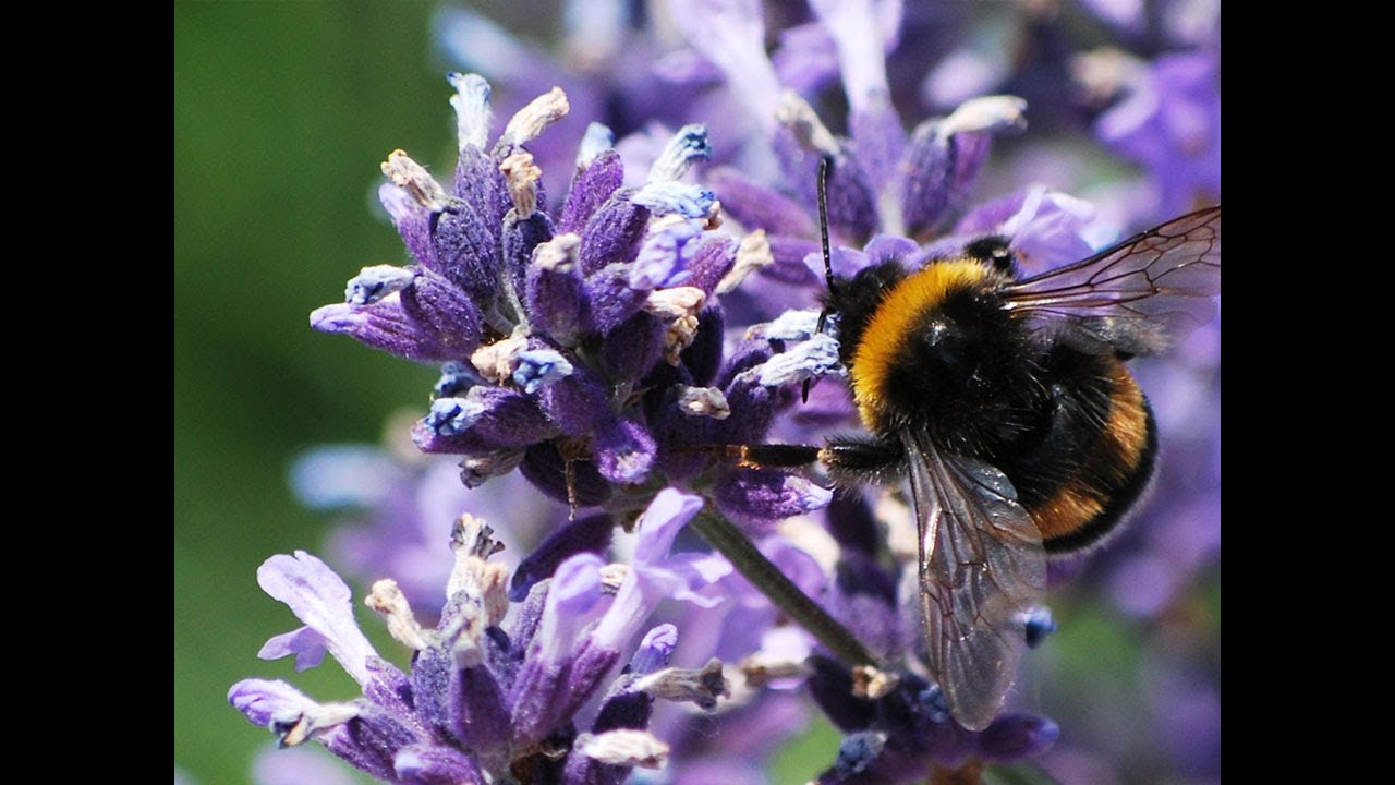 Lavender bumblebee 4K Love BuzzASMR Bees most Attracted to