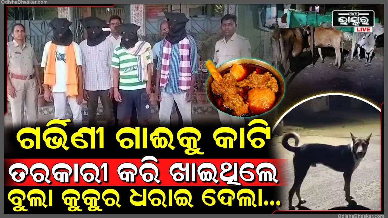 ମାଂସ ପାଇଁ ଗର୍ଭିଣି ଗାଈ କୁ ମାରି ଖାଇଥିଲେ, ବୁଲା କୁକୁର ଧରା ପକାଇଦେଲା ଚୋର କିଏ...