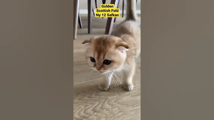 Watch the video about SCOTTISH FOLD ZÜMRÜT-NY 12 SAFKAN GOLDEN ❤️ #short #shortsvideo #shorts #shortvideo