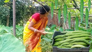 harvesting organic vegetables| cooking and eating indian food fry,fresh and  natural village life