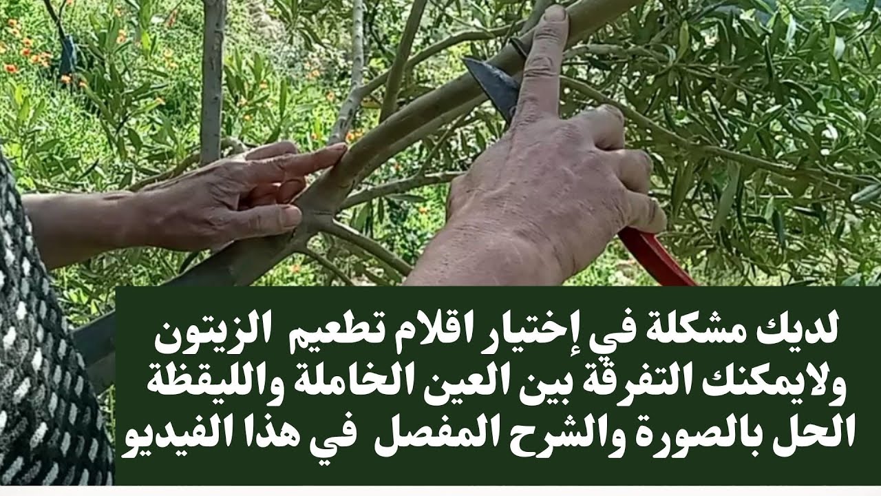 الطريقة الصحيحةلإختيار أقلام تطعيم الزيتون والفرق بين العين الخاملة والليقظة بالصورة والشرح المفصل.