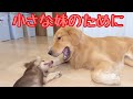 体格差を考えながら、最後は負けてあげる優しい兄犬がこちら。ゴールデンレトリバーのクッキーとミニチュアダックスフンドの子犬ショコラとの幸せな日常