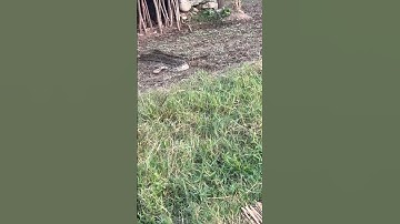 PYTHON RESCUE IN VILLAGE #shorts #trending  #newshorts