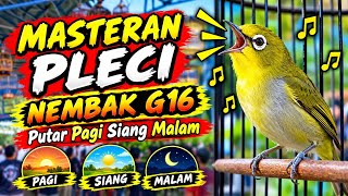 Download lagu NEW MASTERING 🔥 Masteran Pleci Nembak G16 Super Rapat Dan Viral