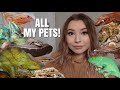 Meet My Pets! | All My 40+ Animals In One Video