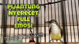 100% Ampuh‼️Pancingan Pijantung Pisang Gacor Nyerecet Full Emosi Nembak Nembak Rapat| Kicau Tembak