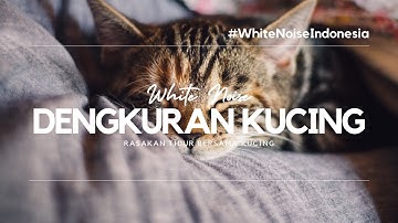 Kucing Yang Tidur begitu Nyenyak Hingga Mendengkur Begitu Keras, Nikmati !!!