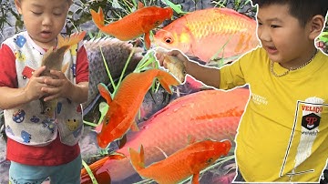 Trò Chơi Bắt Cá | Anh Em Bắt Cá Rô Cá Chép - Giải Trí Cho Trẻ Mầm Non Part3