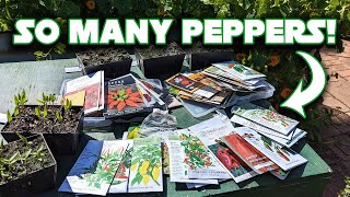 All The Peppers I Am Growing and Why