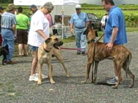 Yates County Humane Society First Annual Dog Walk ...