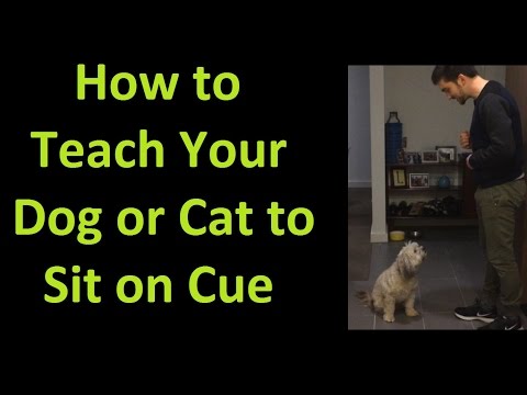 Video: Ajar Kucing Anda untuk Lie Down pada Cue
