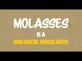 Molasses is a biological inoculant not just sugar  regenerative soil microscopy with matt powers