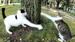 【猫の狩り】ハトを取り逃がした猫達、責任をなすりつけ合って喧嘩をする