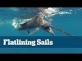 No Kites No Problem - Florida Sport Fishing TV - Hot Sailfish Bite Without Kite Fishing