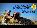 Hawaiian black ram hunt on the kona coast