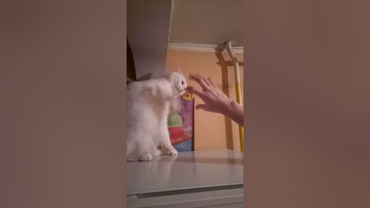 Кот каратэ - YouTube