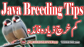 How To Breed Java Sparrow At home. Video No 260