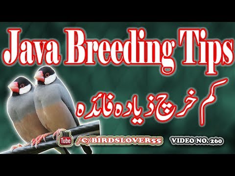 How To Breed Java Sparrow At home. Video No 260