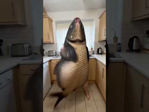 Kitchen carp dance, folks! Right, yeah! 🕺🐟 thumbnail