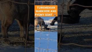 Download Lagu TURKMENIAN MARKHOR AND PYGMY GOAT π ππ MP3 Download Lagu TURKMENIAN MARKHOR AND PYGMY GOAT π ππ MP3