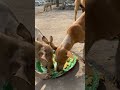 Viti happiness chudandi frnds 🥹🥹🥹😭#shorts #dog #youtubeshorts #doglover #viral