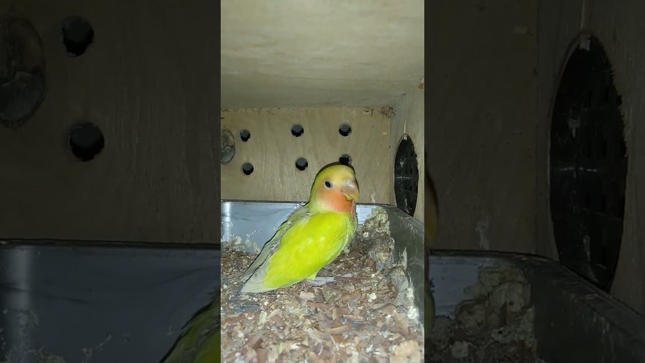 🥰🥰🥰🥰#lovebirds #birds #viral #viralvideo #funnyvideo #highlights